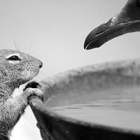 Zdjęcie do artykułu: Wildlife Photographer of The Year